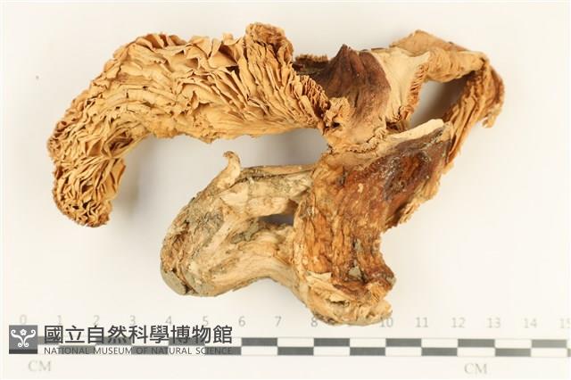 登錄號:F0037981藏品圖，第1張