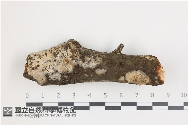 擬筍殼菌屬藏品圖，第1張