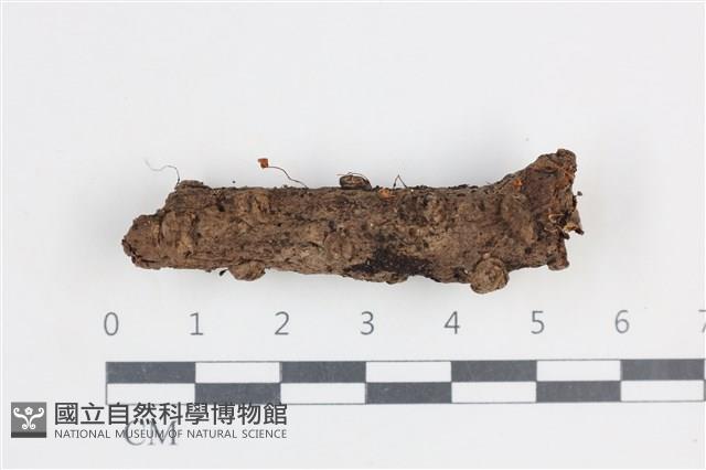 登錄號:F0038681藏品圖，第1張