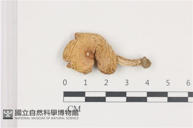 紅菇屬藏品圖，第1張