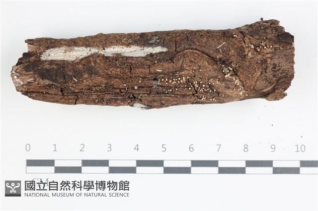 登錄號:F0035681藏品圖，第1張