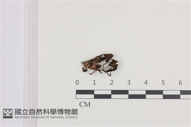 鬼傘屬藏品圖，第1張