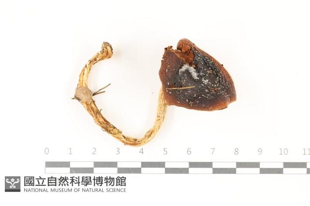 登錄號:F0037481藏品圖，第1張