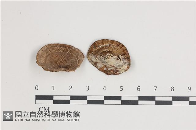 登錄號:F0035481藏品圖，第1張