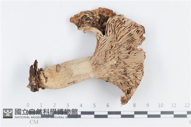 登錄號:F0038781藏品圖，第1張