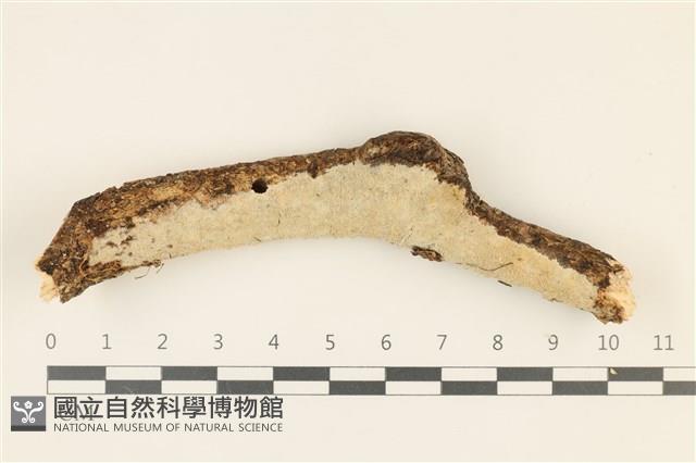 登錄號:F0036781藏品圖，第1張