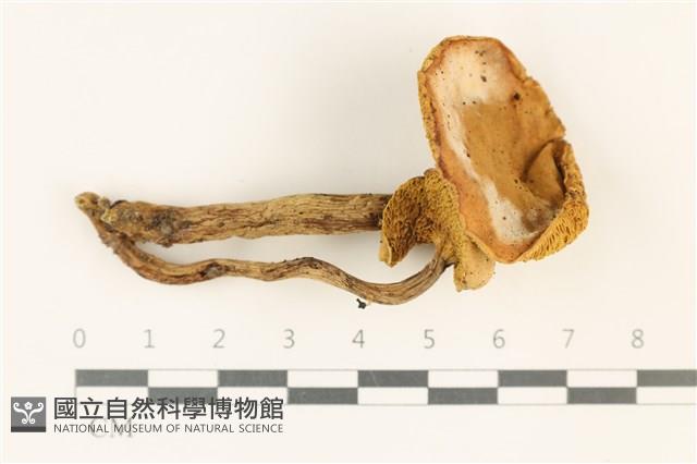 登錄號:F0037781藏品圖，第1張