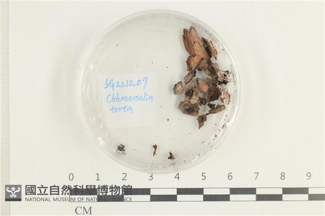 登錄號:F0038581藏品圖，第1張