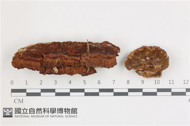 登錄號:F0036581藏品圖，第1張