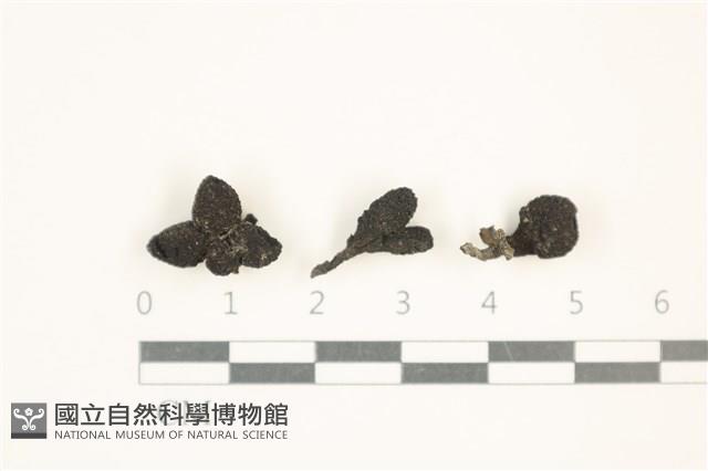 登錄號:F0037581藏品圖，第1張