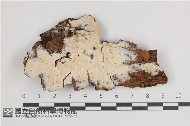 骨皮菌屬藏品圖，第1張