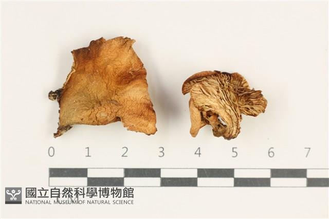 登錄號:F0038181藏品圖，第1張