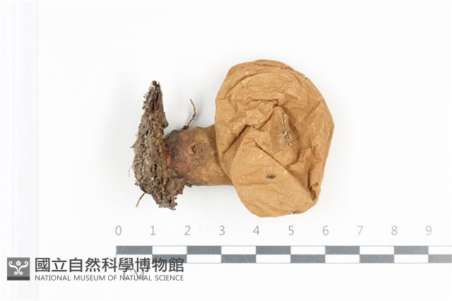 登錄號:F0036181藏品圖，第1張