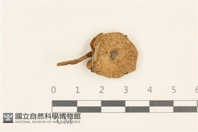 杯傘屬藏品圖，第1張