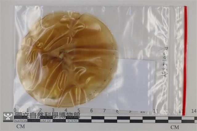 登錄號:F0035181藏品圖，第1張