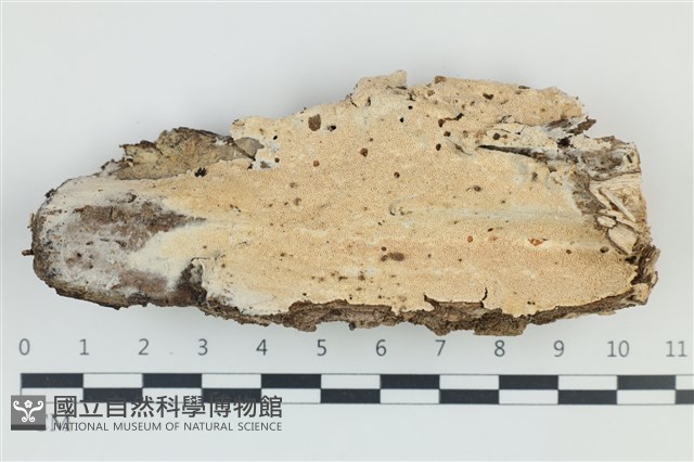 登錄號:F0039181藏品圖，第1張