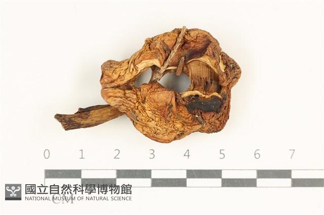 登錄號:F0038081藏品圖，第1張