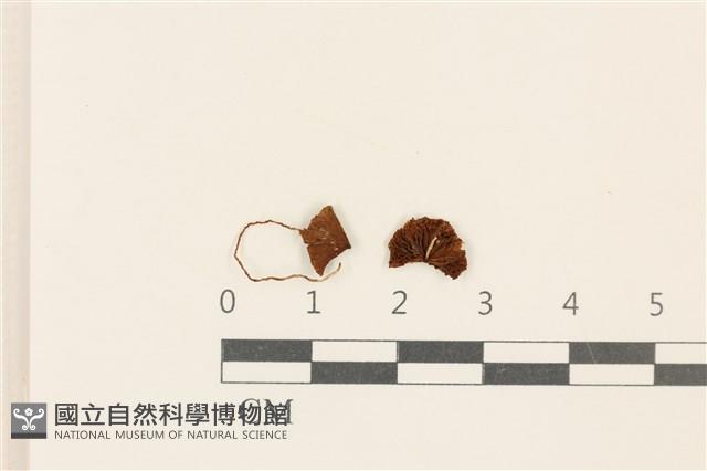 登錄號:F0037081藏品圖，第1張
