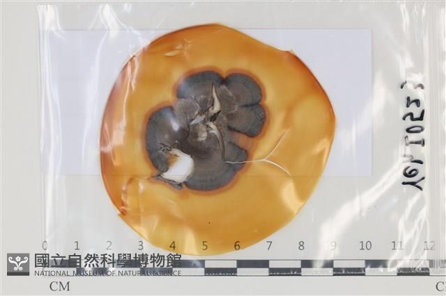 登錄號:F0035081藏品圖，第1張