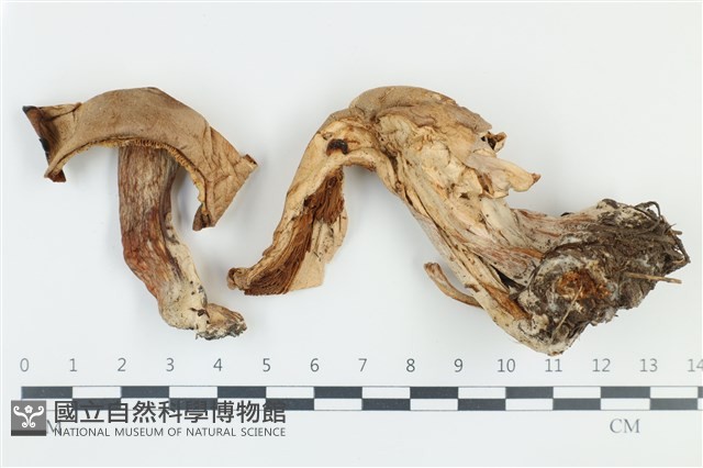 登錄號:F0039081藏品圖，第1張