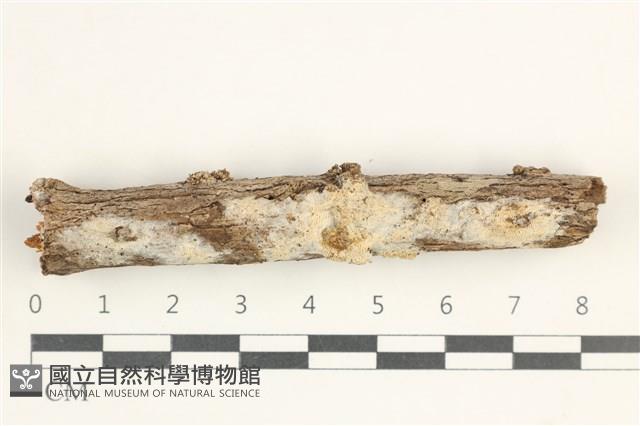 粗糙孢菌屬藏品圖，第1張