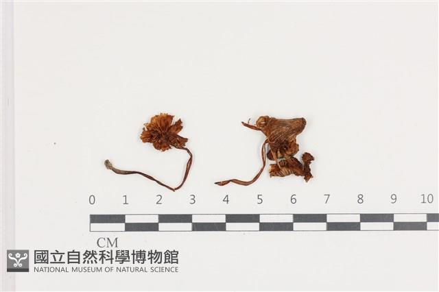 小菇屬藏品圖，第1張