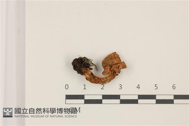 登錄號:F0037381藏品圖，第1張