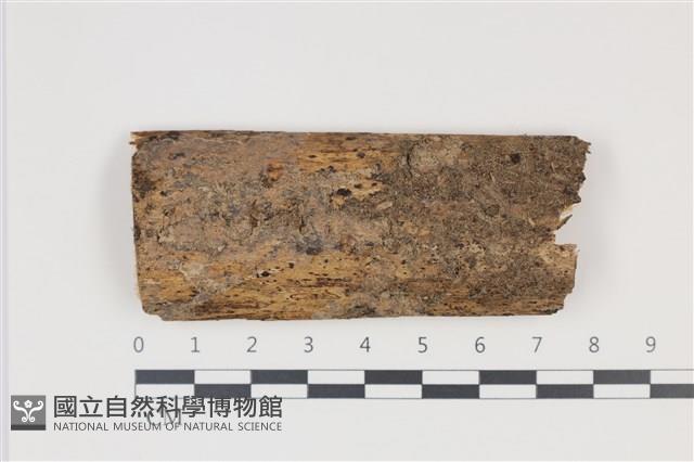 登錄號:F0035381藏品圖，第1張