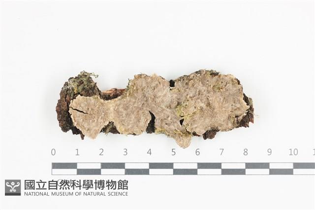 附毛菌屬藏品圖，第1張