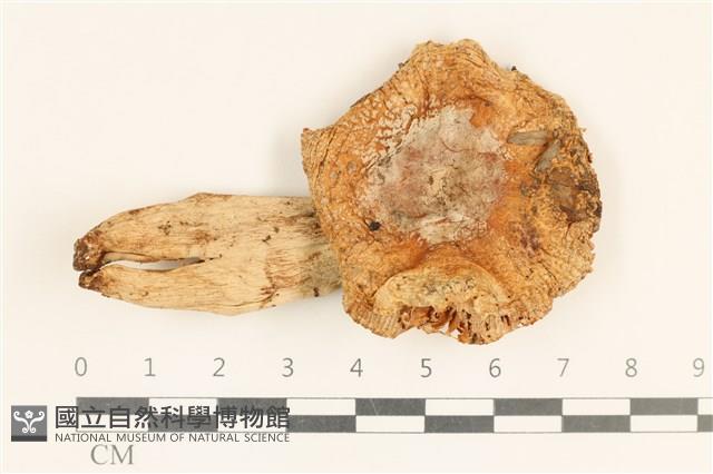 登錄號:F0037231藏品圖，第1張
