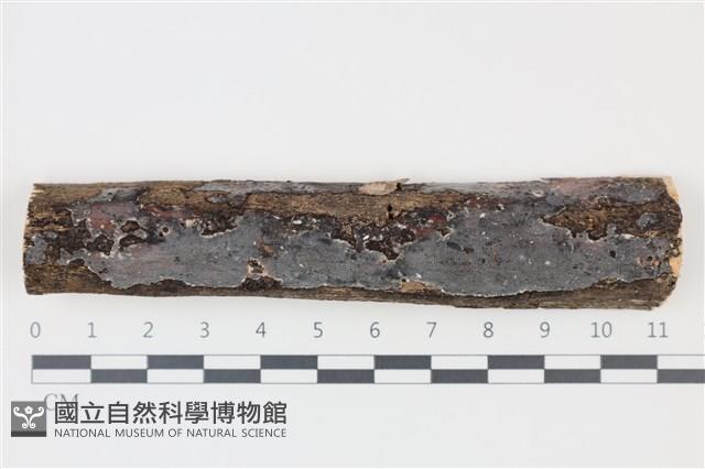 登錄號:F0035231藏品圖，第1張