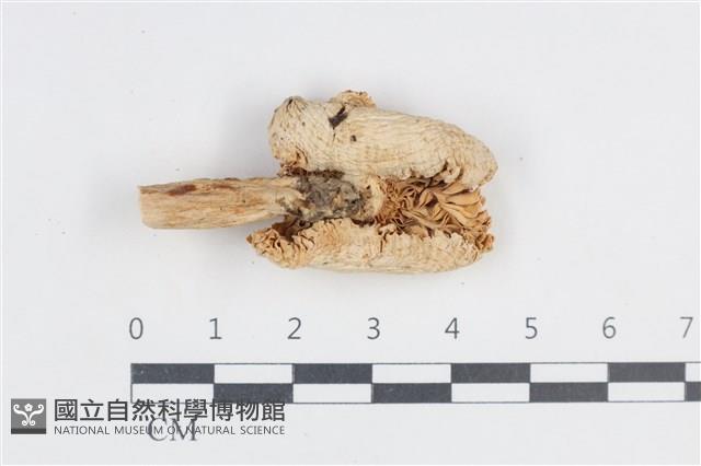 登錄號:F0038831藏品圖，第1張