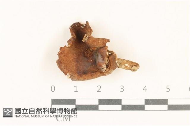 登錄號:F0036831藏品圖，第1張