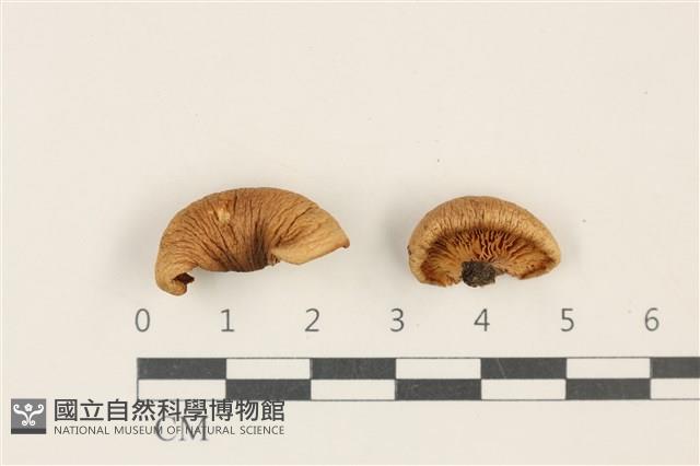 登錄號:F0037831藏品圖，第1張
