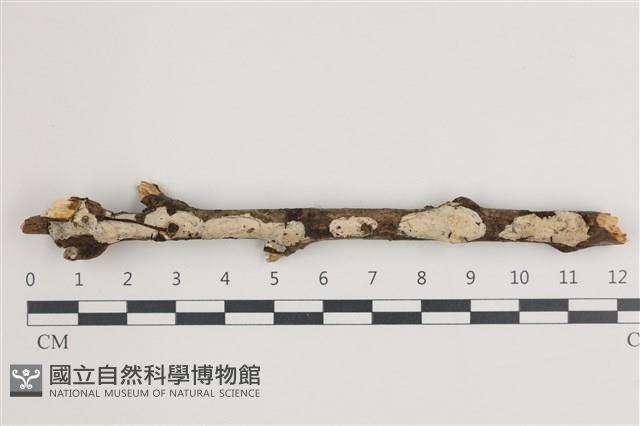 登錄號:F0035831藏品圖，第1張