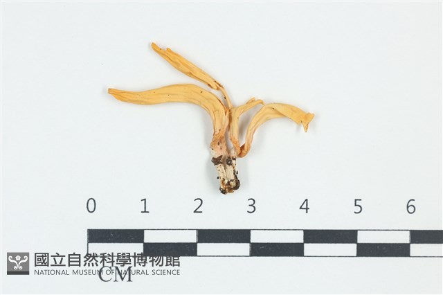 登錄號:F0038931藏品圖，第1張