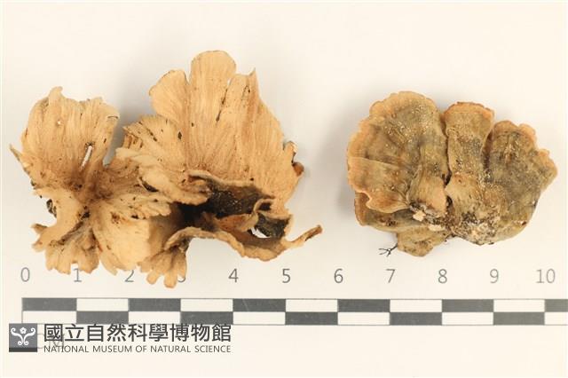 雲芝藏品圖，第1張