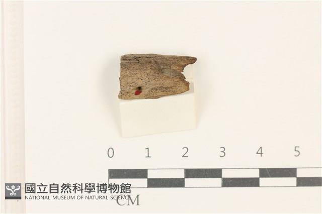 登錄號:F0037931藏品圖，第1張