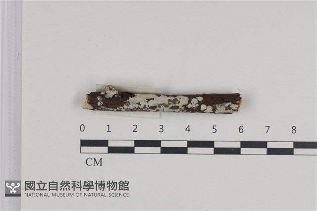 刺皮菌屬藏品圖，第1張
