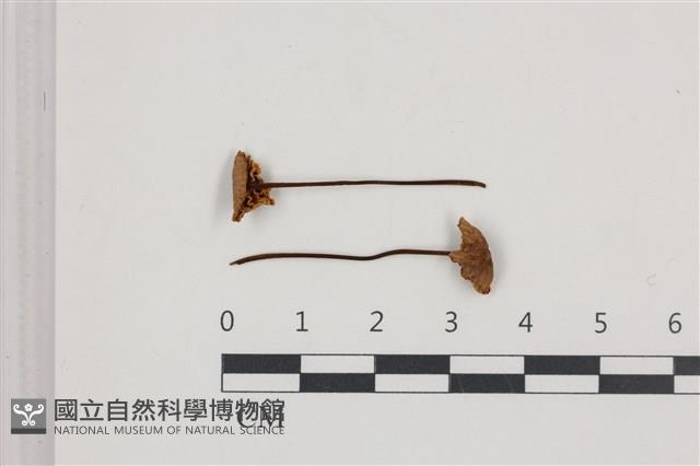 登錄號:F0036631藏品圖，第1張
