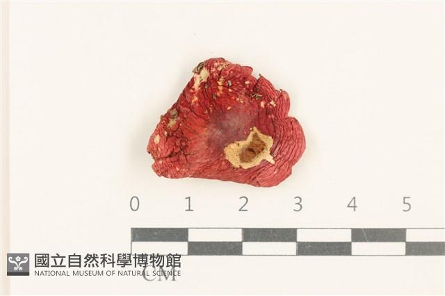 登錄號:F0037631藏品圖，第1張
