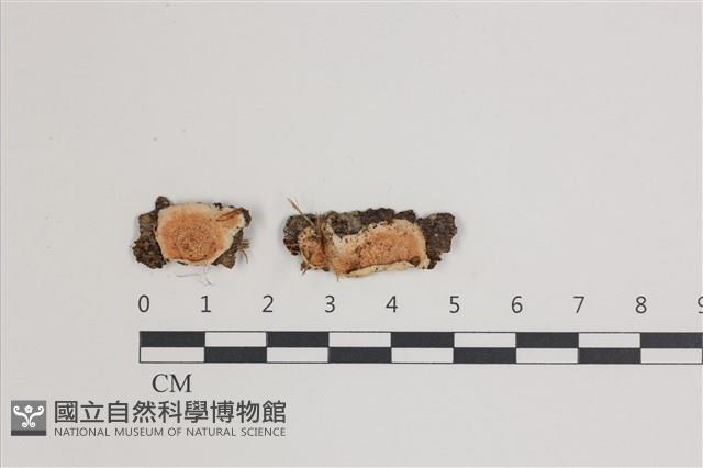 館號:F0035631藏品圖，第1張