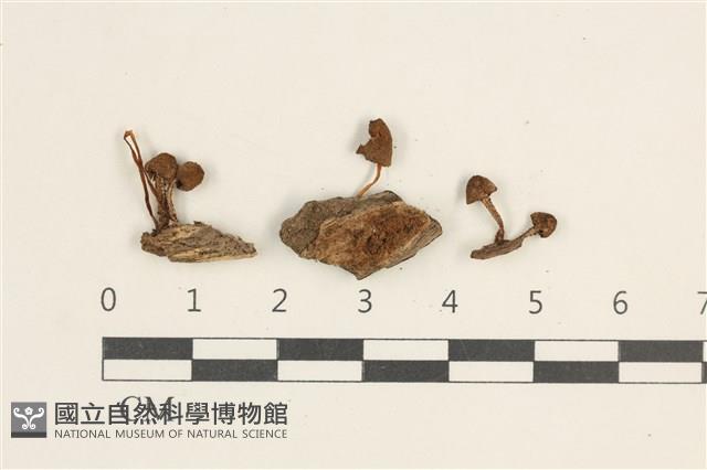 登錄號:F0038431藏品圖，第1張