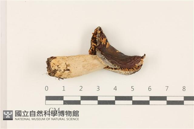 登錄號:F0037431藏品圖，第1張