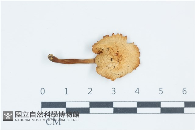 登錄號:F0039431藏品圖，第1張