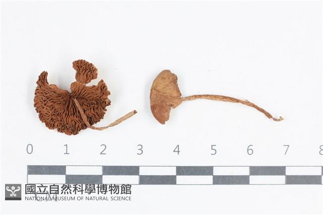 登錄號:F0038731藏品圖，第1張