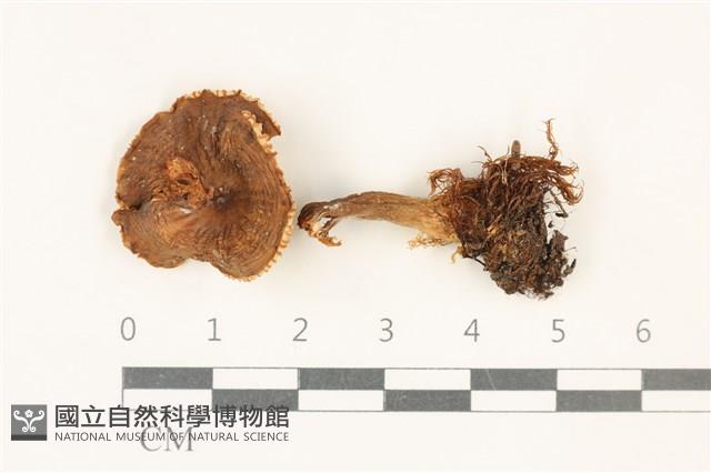 登錄號:F0037731藏品圖，第1張