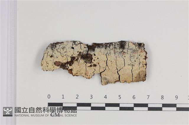 剛毛絲皮菌藏品圖，第1張