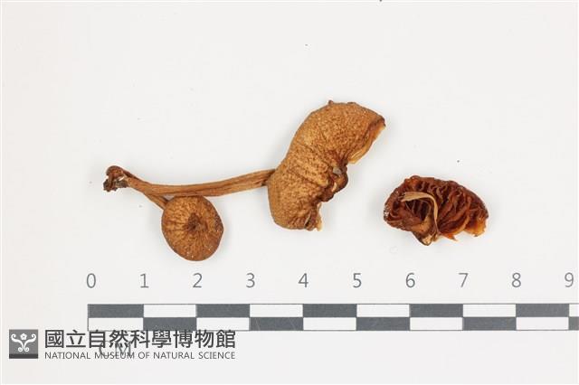 登錄號:F0036531藏品圖，第1張