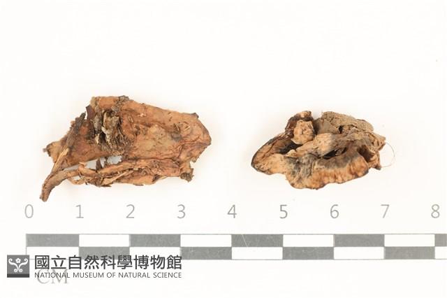 館號:F0017531藏品圖，第1張